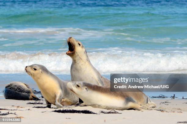 seal bay, kangaroo island, south australia, australia. - seal bay fotografías e imágenes de stock
