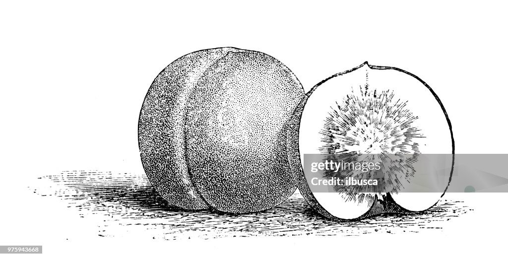 Botany plants antique engraving illustration: Clingstone Nectarine