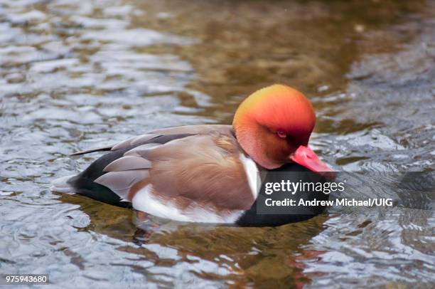 red-crested pochard, netta rufina, drake. - rufina stock pictures, royalty-free photos & images