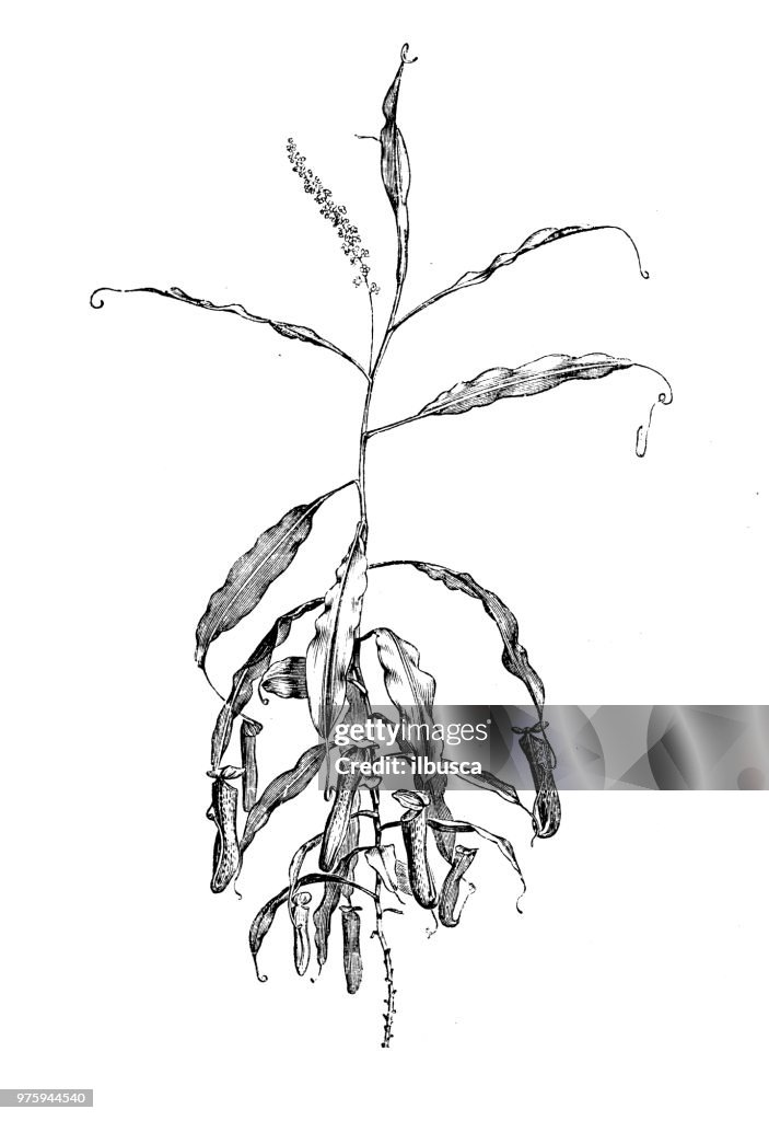 Botany plants antique engraving illustration: Nepenthes distillatoria