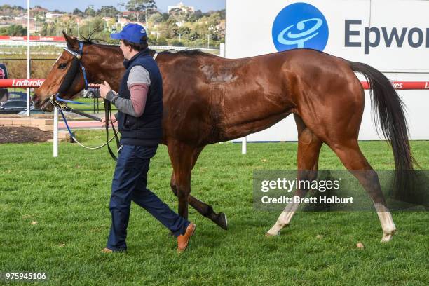 Showpero after winning the Epi CafÃ© Plate at Moonee Valley Racecourse on June 16, 2018 in Moonee Ponds, Australia.