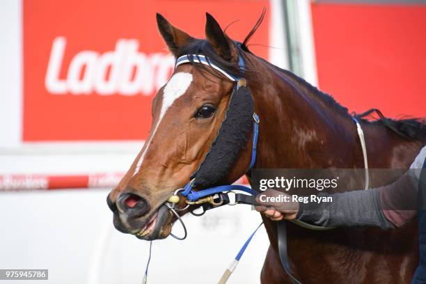 Showpero after winning the Epi CafÃ© Plate, at Moonee Valley Racecourse on June 16, 2018 in Moonee Ponds, Australia.