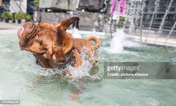 May 2018, Germany, Stuttgart: A dog of the breed Dogue de Bordeaux called 'Moehrchen' cools off in a fountain. Photo: Sebastian Gollnow/dpa