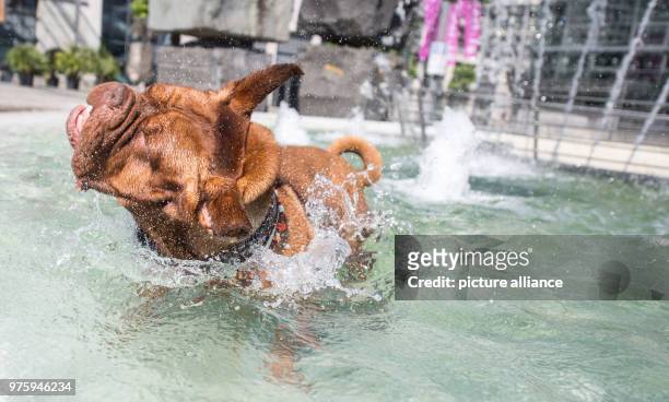 Dpatop - 25 May 2018, Germany, Stuttgart: A dog of the breed Dogue de Bordeaux called 'Moehrchen' cools off in a fountain. Photo: Sebastian...