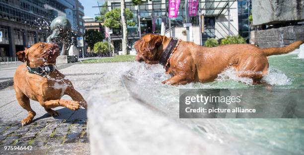 May 2018, Germany, Stuttgart: Two dogs of the breed Dogue de Bordeaux called 'Moehrchen' and Eva cool off in a fountain. Photo: Sebastian Gollnow/dpa