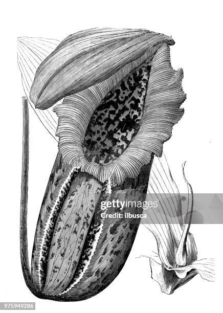botany plants antique engraving illustration: nepenthes northiana - nepenthes stock illustrations