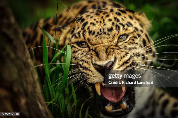 amur leopard roaring (panthera pardus orientalis) - roaring stock pictures, royalty-free photos & images