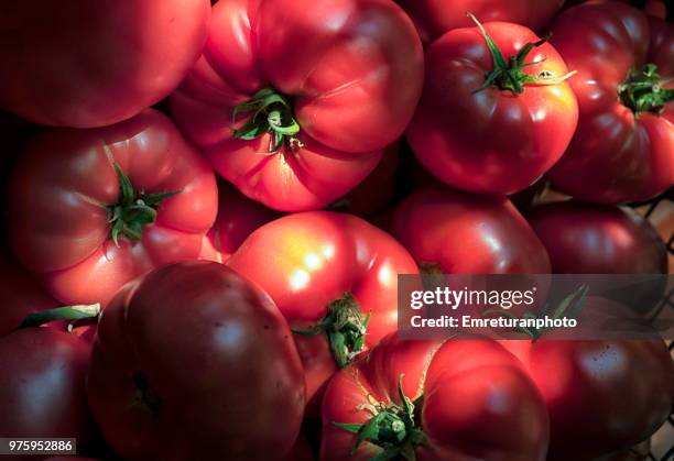 close up of fresh tomatoes under sun. - emreturanphoto foto e immagini stock