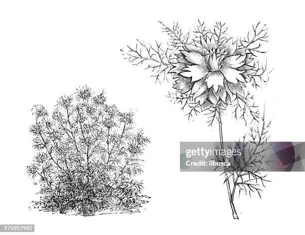 botany plants antique engraving illustration: nigella damascena, love-in-a-mist, ragged lady, devil in the bush - nigella stock illustrations