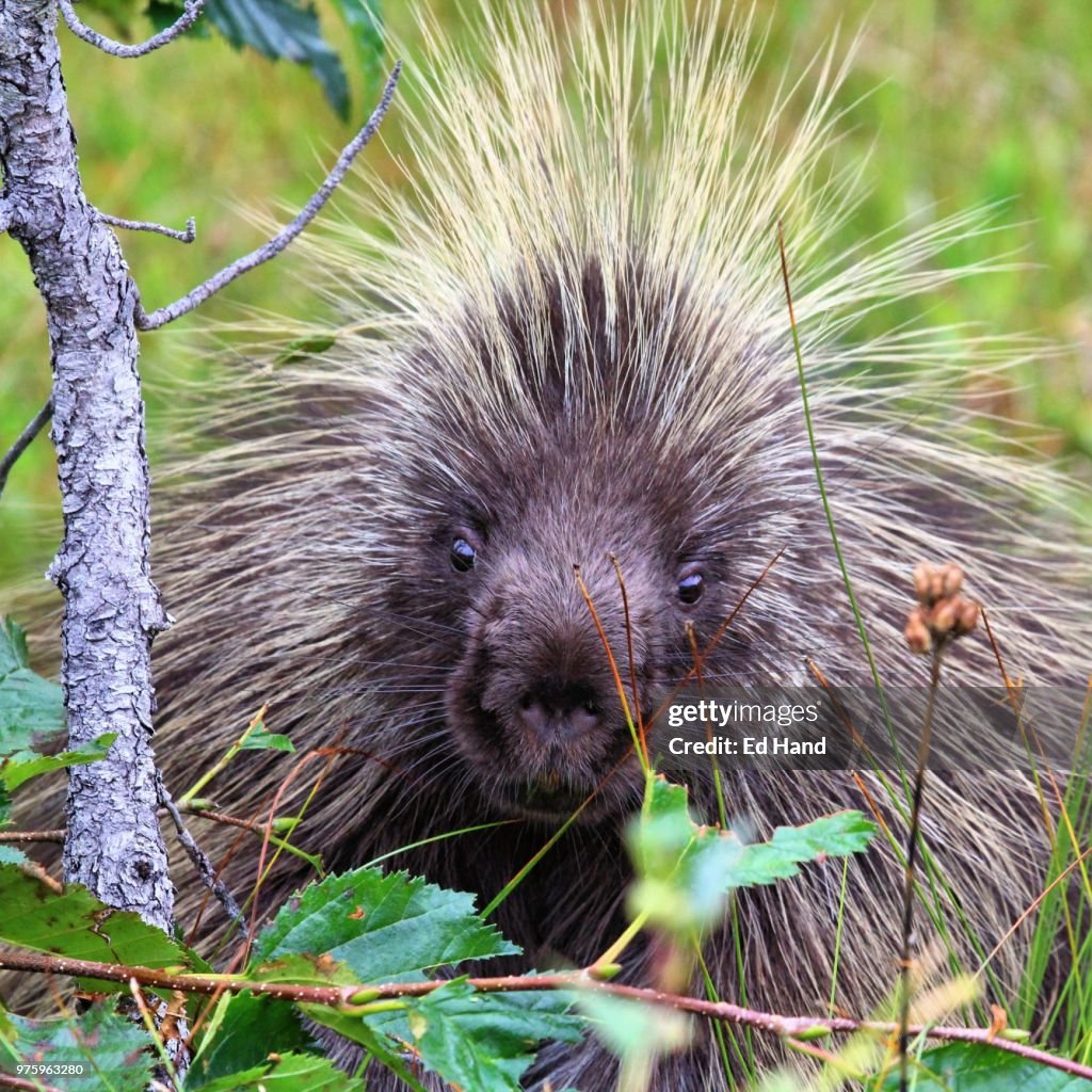 North American porcupine (Erethizon dorsatum), Alaska, USA