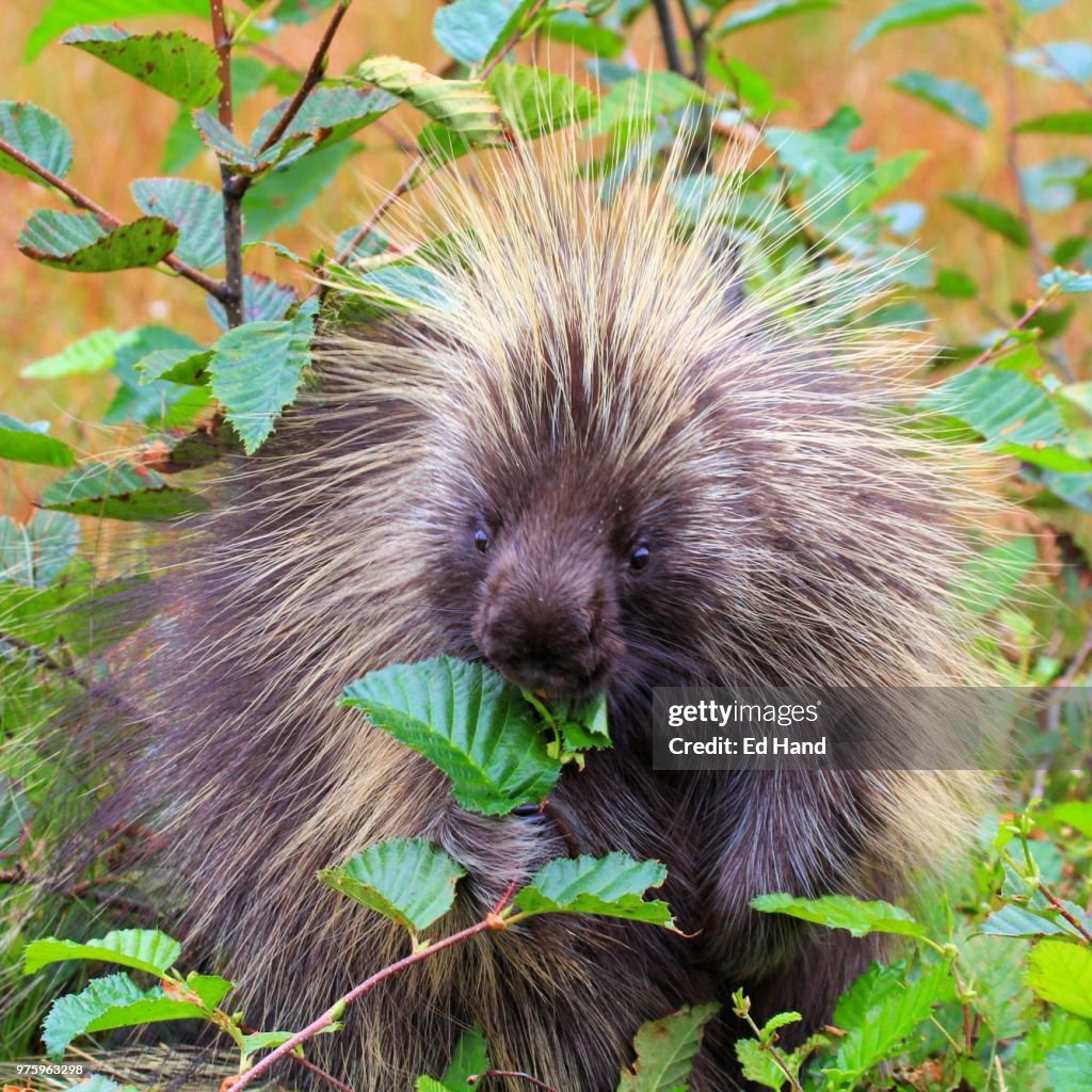 Tasty leaves