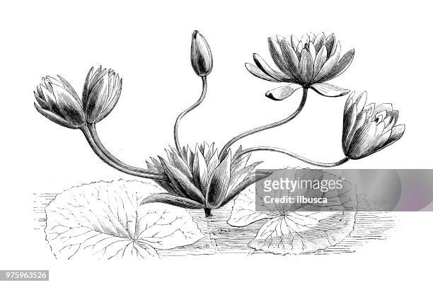 bildbanksillustrationer, clip art samt tecknat material och ikoner med botanik växter antik gravyr illustration: nymphaea lotus, vit egyptiska lotus, tiger lotus - näckros
