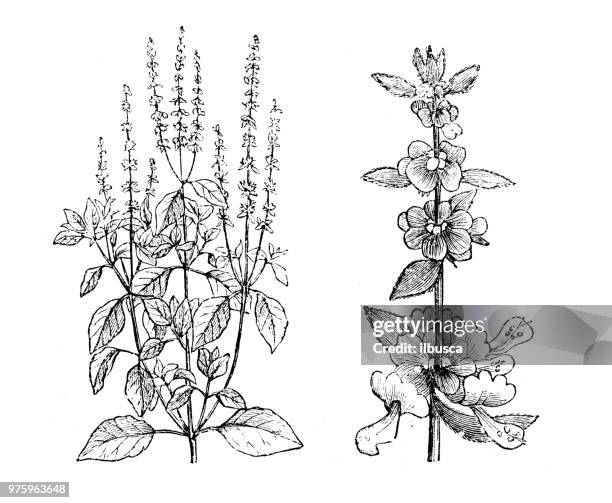 botany plants antique engraving illustration: basil, ocimum basilicum - basil stock illustrations