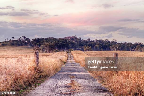 dirt road to forest, darling downs, australia - country road australia stockfoto's en -beelden