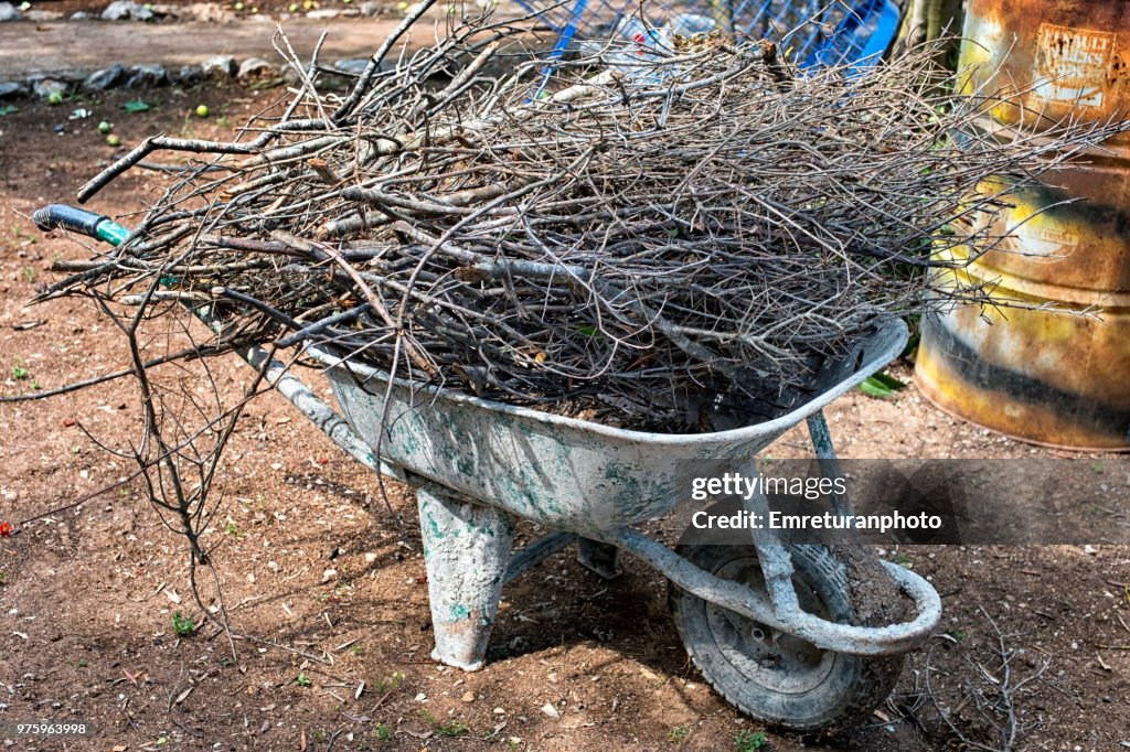 Wheelbarrow filled with dry branches.