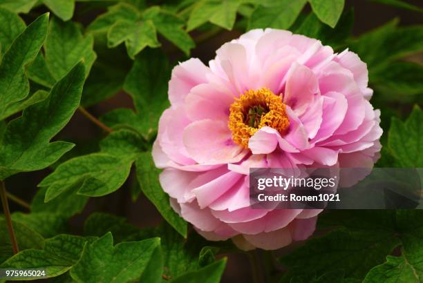paeonia suffruticosa - paeonia suffruticosa stock pictures, royalty-free photos & images