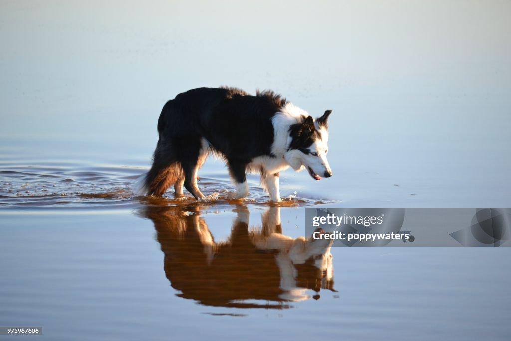 Self reflecting