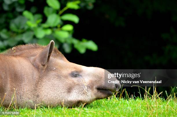 sleeping beauty (brazilian tapir) - veenendaal imagens e fotografias de stock