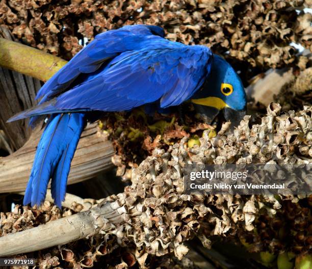 hyacint macaw - veenendaal imagens e fotografias de stock