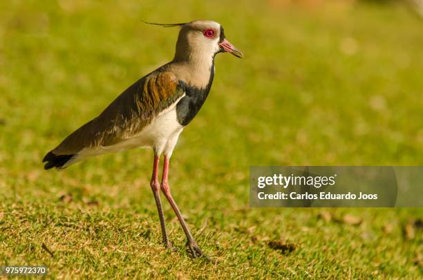 southern lapwing - corrientes province stock pictures, royalty-free photos & images