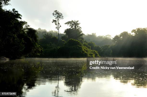 christalino river (amazone, brazil) - veenendaal imagens e fotografias de stock