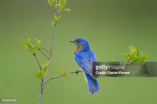 bluebird - indigo bunting stock pictures, royalty-free photos & images