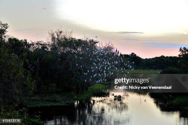 pantanal evening - veenendaal imagens e fotografias de stock