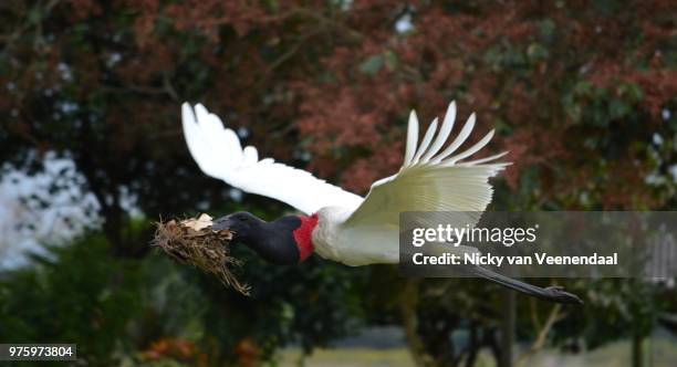 flying jabiro stork - veenendaal imagens e fotografias de stock