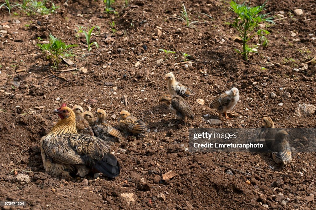 Mother chicken and chicks in the field.