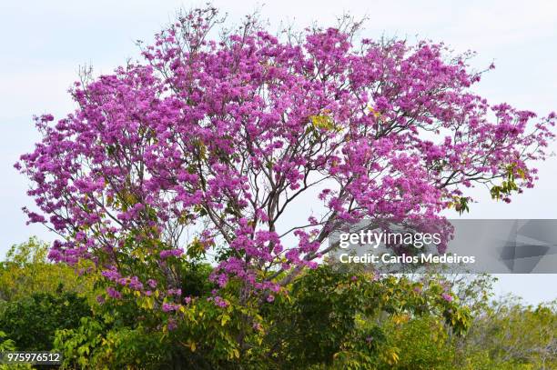 areia branca,brazil - areia stock-fotos und bilder