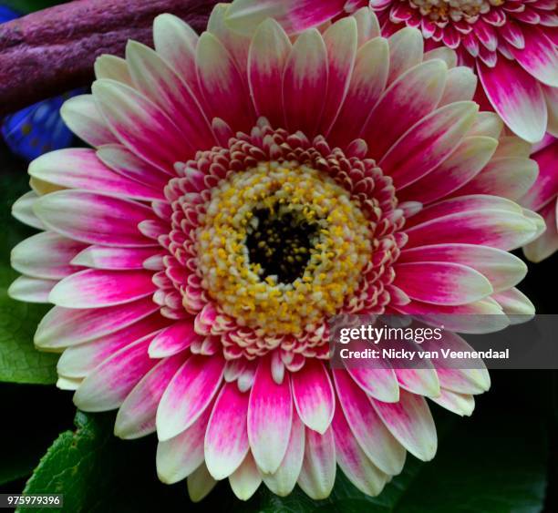 the beauty of flowers - veenendaal imagens e fotografias de stock