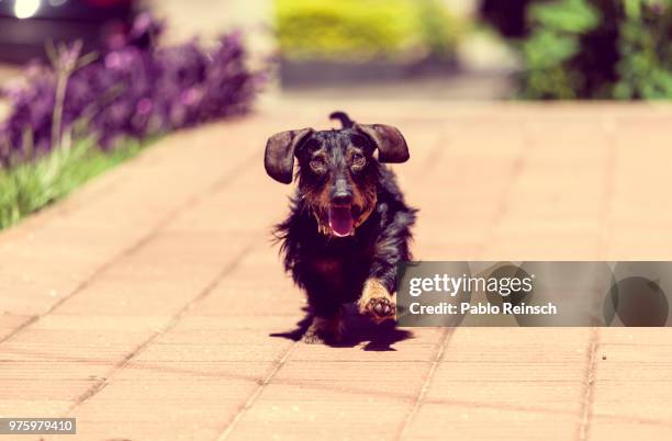 homero marchando.- - marchando stockfoto's en -beelden