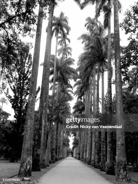 jardim botanica rio de janeiro - veenendaal stock pictures, royalty-free photos & images