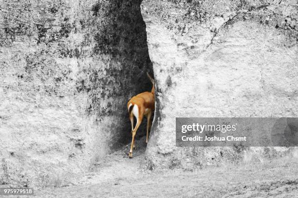 la fuite - fuite stockfoto's en -beelden