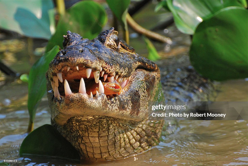 Food Chain