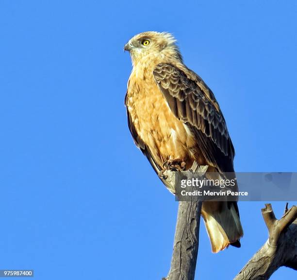 black chested snake eagle - black chested snake eagle stock pictures, royalty-free photos & images