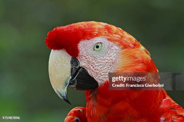 red head, guaynabo, puerto rico 2013 - scarlet macaw fotografías e imágenes de stock