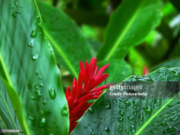red ginger flower... - ginger flower stock pictures, royalty-free photos & images