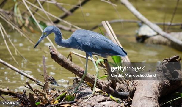 blue heron - schottland stock pictures, royalty-free photos & images