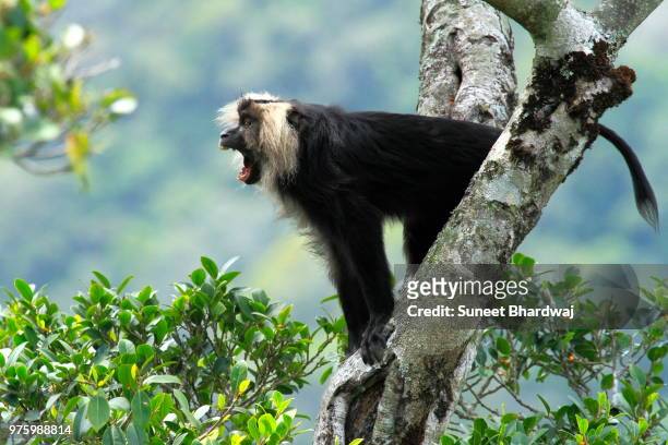 lion tailed macaque (macaca silenus) sitting on tree - macaco coda di leone foto e immagini stock