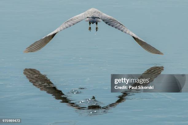 symmetry - egret stock pictures, royalty-free photos & images