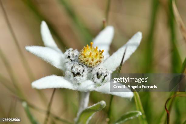 alpine edelweiss - edelweiss flower stock pictures, royalty-free photos & images