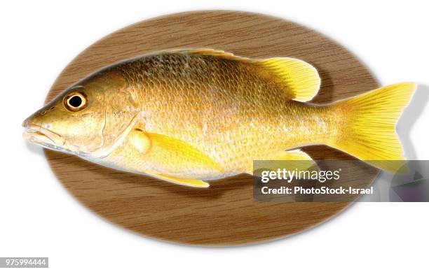 mounted fish trophy - taxidermy stock pictures, royalty-free photos & images