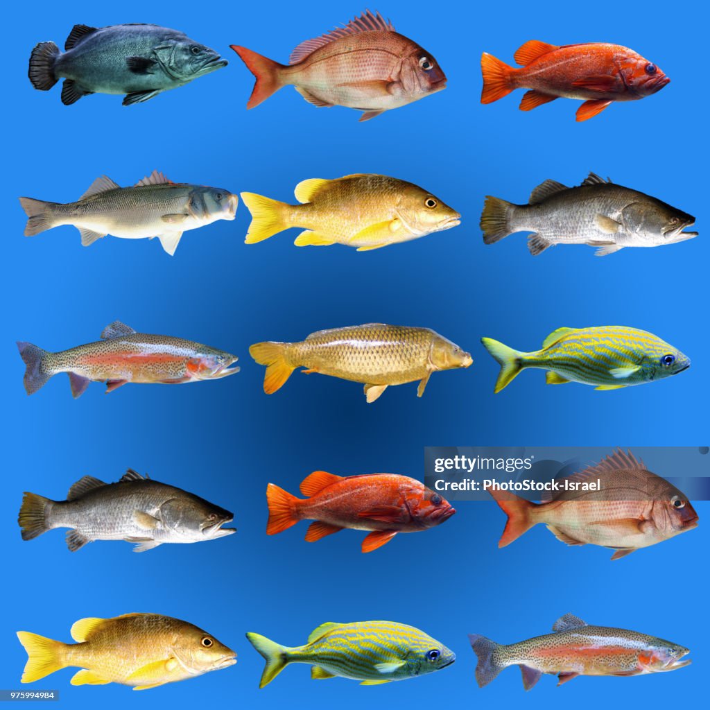 Aquarium Fish Identification Chart Don't Worry, I Didn't