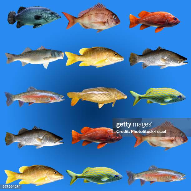 List Of Edible Fish List Of Edible Fish