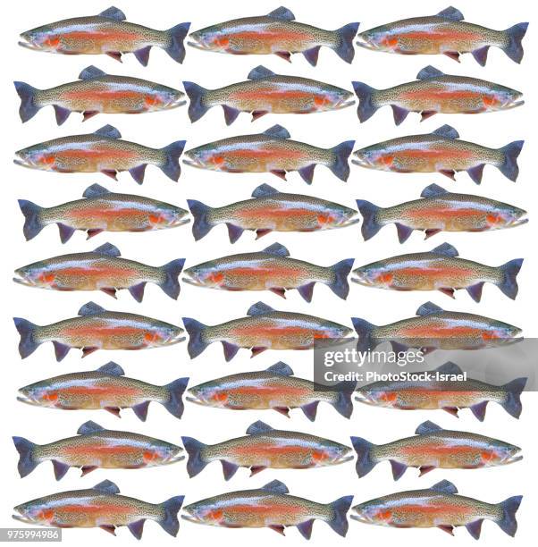 Fresh Fish Pattern 887 Fresh Fish Pattern Stock Photos, High-Res Pictures, and Images ...