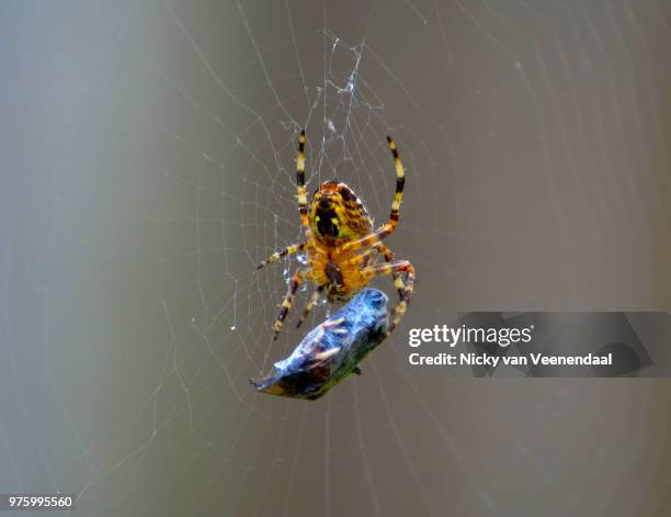 spider at work - veenendaal imagens e fotografias de stock