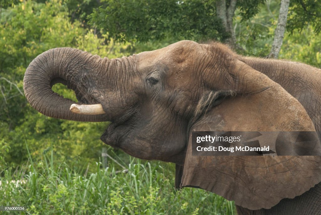 Nashville Zoo