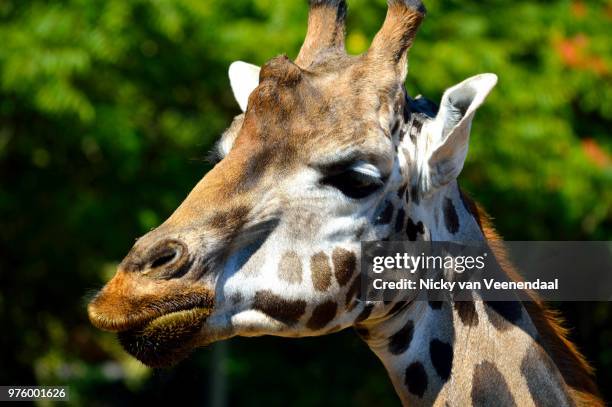 giraf - veenendaal imagens e fotografias de stock
