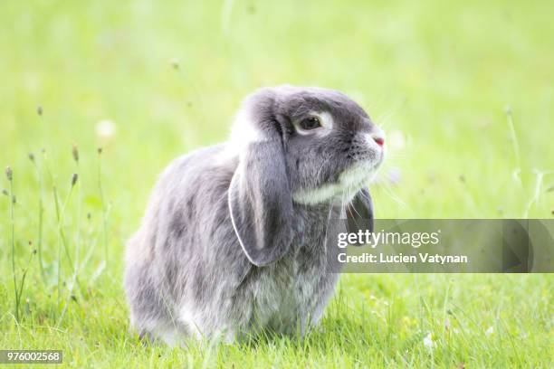 poser un lapin ... - lapin fotografías e imágenes de stock